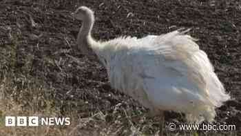 Watch: Runaway rhea caught on camera by reporter