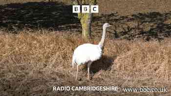 Have you seen Chris the rhea?