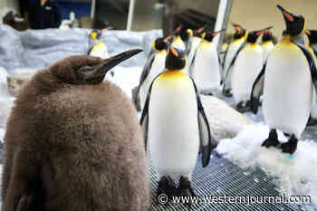 Abnormally Sized King Penguin Chick Becomes Social Media Star