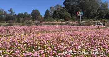 Recreating the bush in bloom | In Fiona's Garden