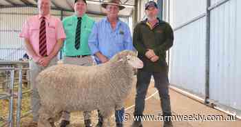 Two rams top strong offering at annual Ejanding sale at Dowerin