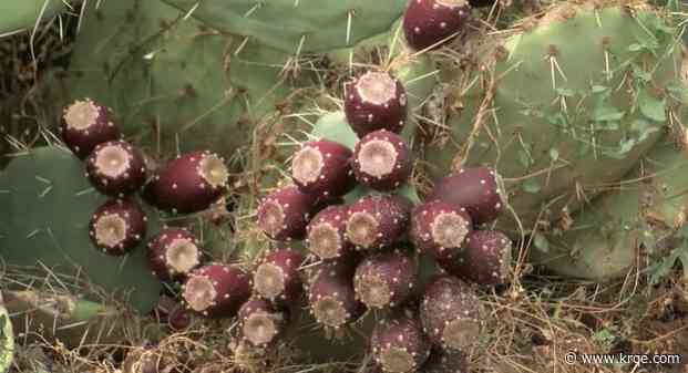 New Mexico prickly pear farmers say 2024 harvest is bountiful