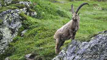 Steinbock, Luchs und Bartgeier: Viele Arten, denen es gutzugehen scheint, sind zum Aussterben verdammt