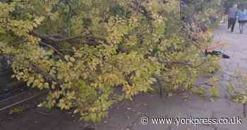 Huge tree branch crashes onto bench on busy York city centre path