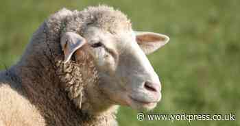 Sheep dies and another injured after being attacked by dog in North Yorkshire