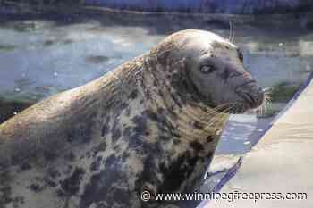 Seal marks her 50th birthday at a sanctuary. Sheba may be the oldest in captivity