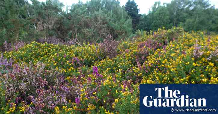 Country diary: For now, this heathland is in good hands | Jennifer Jones