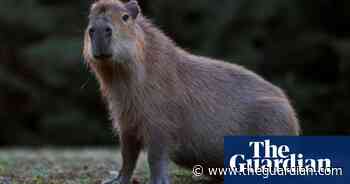 Escaped capybara Cinnamon returned to Shropshire zoo