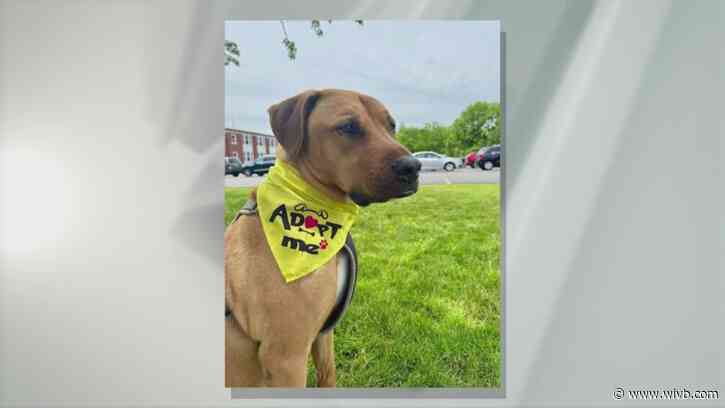 7-year-old Ranger is looking for his forever home