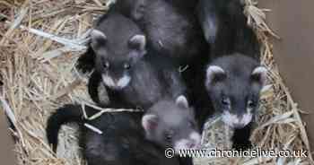 Police appeal after three baby ferrets reported stolen from County Durham garden