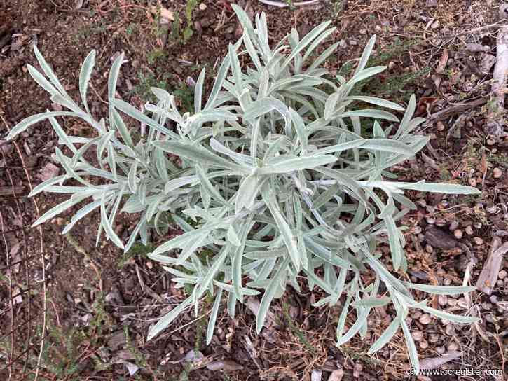 What you need to know about garlic and trying new things in the garden