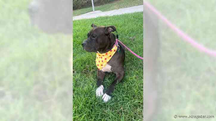 Pitty mix Freya is affectionate and loving