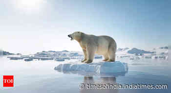 Police in Iceland shoot rare polar bear spotted after years