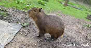 Capybara Cinnamon who went on run escaped after being 'startled by a tractor'