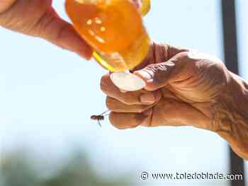 Photo Gallery: 2nd Annual Honey Festival in Oregon