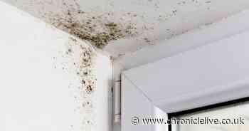 Renters to be protected by law from damp and mould in new Government measures