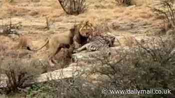 Astounding moment Azi the lion became first born in captivity in Britain to kill in the wild despite experts dismissing it as impossible - as amazing photos capture the hunt