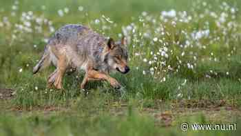 Waarom we ooit wolven zijn gaan beschermen: 'Visie op natuur is veranderd'