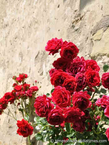 10 steps to start a rose garden at home