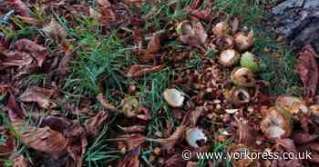 Dog owners warned about conker poisoning as autumn approaches