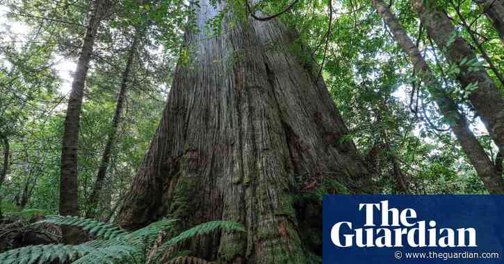 Albanese urged to ditch Howard-era native forest logging exemptions