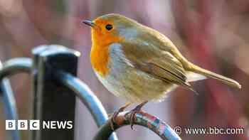 Robins caught in banned glue trap had 'horrific' death