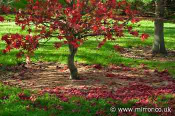 Best time of year to prune acers - and it’s much later than you think