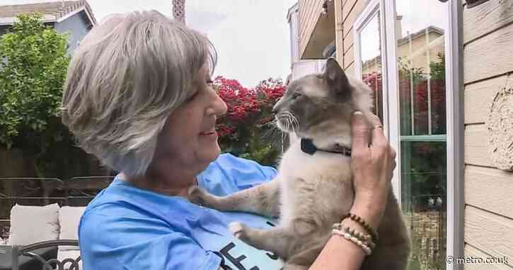 Cat missing for two months travels 800 miles and is reunited with his owners