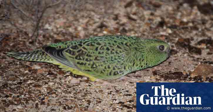 ‘Equivalent of Tasmanian tiger for bird watchers’ discovered in Western Australia desert