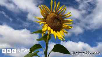 Your photos: Sunflower, spider web and swan