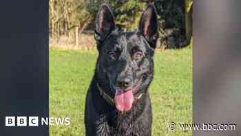 Force pays tribute to 'loveable' police dog