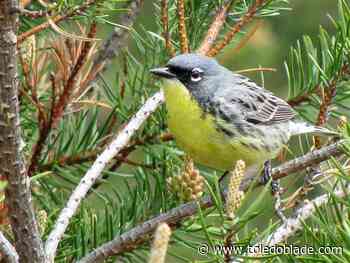 1 of nature&#39;s rarest birds about to mark 5 years since comeback from near extinction