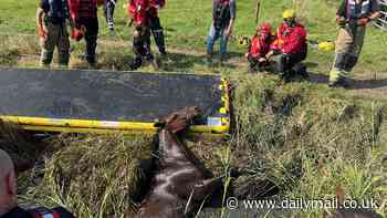 Neigh bother! Moment fire crews winch horse trapped in ditch to safety after huge fall in country field