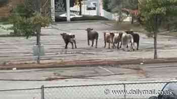 Eight bulls on the loose after escaping Massachusetts mall rodeo