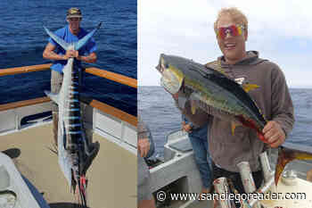 A scratch of yellowfin to the south – Striped marlin near the Coronado Islands