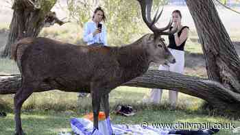 Moment aggressive stag robs picnickers of their lunches in Richmond Park during rutting season