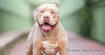 XL Bully neglect shoots up by 239% since ban as dogs found beheaded and floating dead in cages