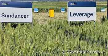 Strategies to control wheat leaf diseases