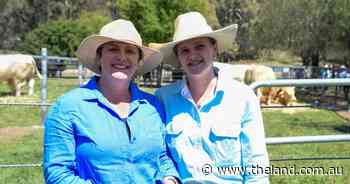 Packed house at Ascot Bull and Heifer Sale