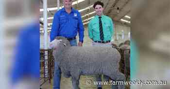 Darijon Poll Merino ram sale peaks at $2050 and achieves total clearance