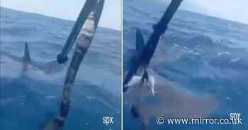 Dramatic moment kayaker in La Palma bravely fights off massive shark in tourist hotspot