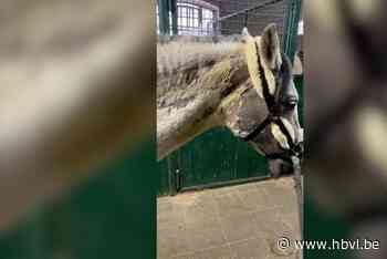 Beruchte Duitse oplichters verkopen doodzieke paarden in Nederlands-Limburg: “Die voor de slacht bedoeld waren”