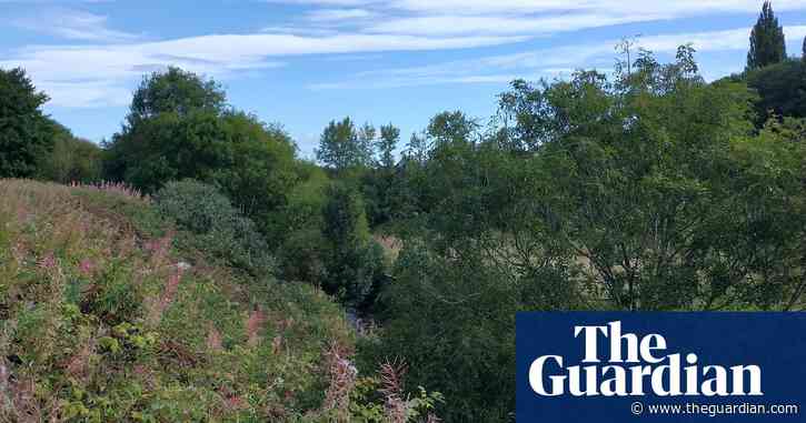 A common blue on a bramble is as startling as Paul Newman’s eyes  | Richard Smyth