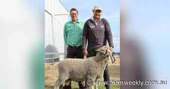 On-property ram sale record: Kohat's top-priced Poll Merino is NSW bound