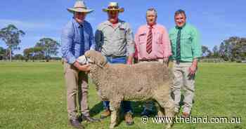 Top Woodpark Poll Merino ram destined for stud duties