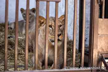 Belgische dierentuinen vangen Oekraïense leeuwen op