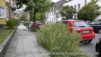 Millionen-Förderung – doch Braunschweigs Baum-Projekt scheitert