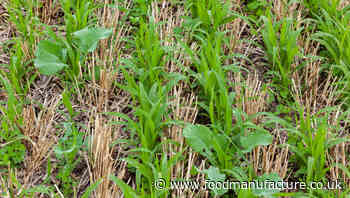 AHDB leads UK cover crop research project