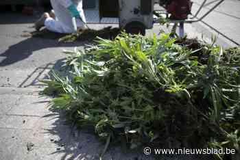 Drietal veroordeeld voor cannabiplantage in Oud-Turnhout met 1142 planten