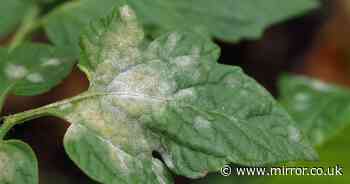 Prevent fungal disease on plants using common kitchen staple